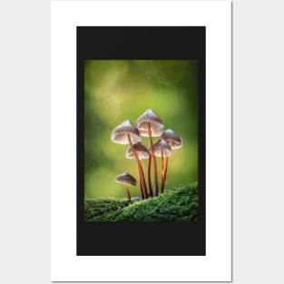 Clustered Bonnet mushrooms Posters and Art